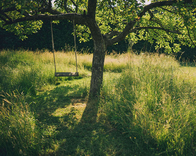 Arbre ou arbuste isolé