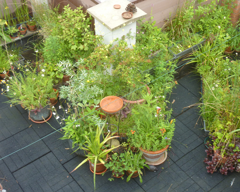 Balconnières / Plantes en pot