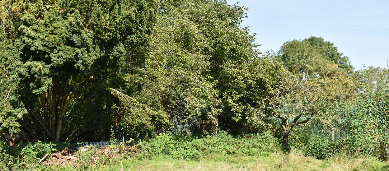 Bois de feuillus