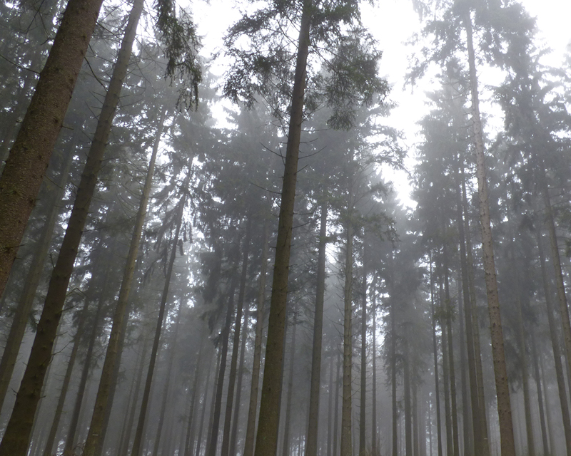 Bois de résineux