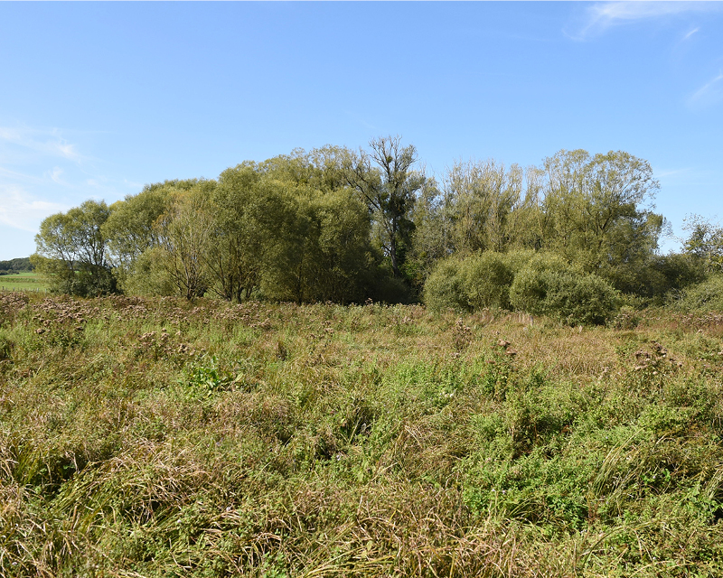 Bosquet (petit bois)