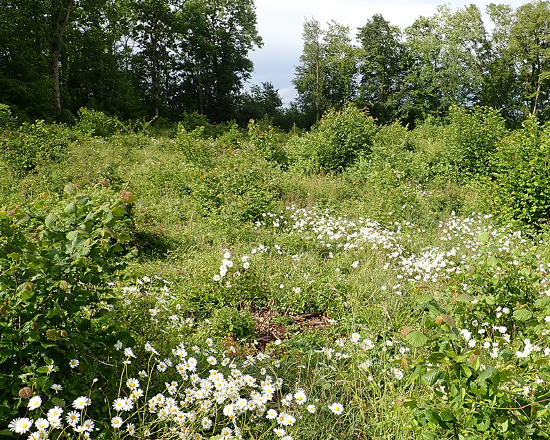 Prairie/friche à l'abandon