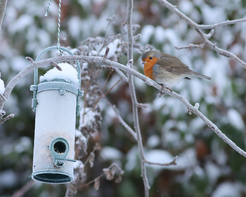 Mangeoire à oiseaux