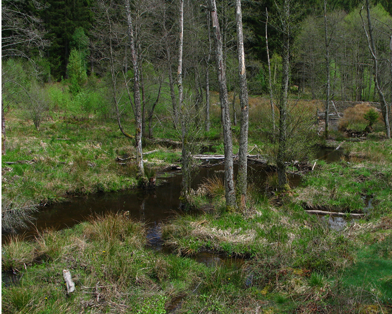 Marais