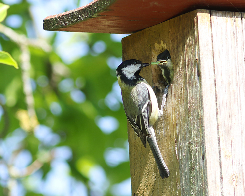 Nichoirs pour oiseaux