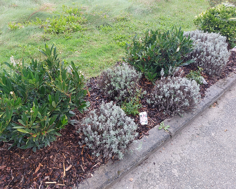 Parterres fleuris horticoles