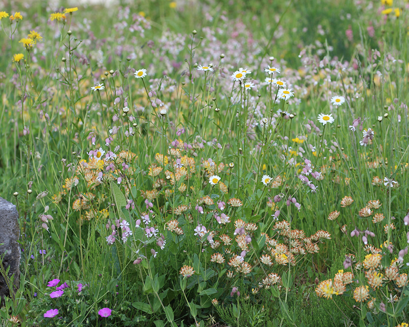 Parterres fleuris indigènes
