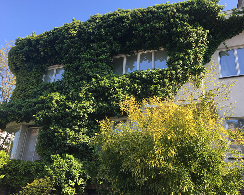 Plantes grimpantes indigènes