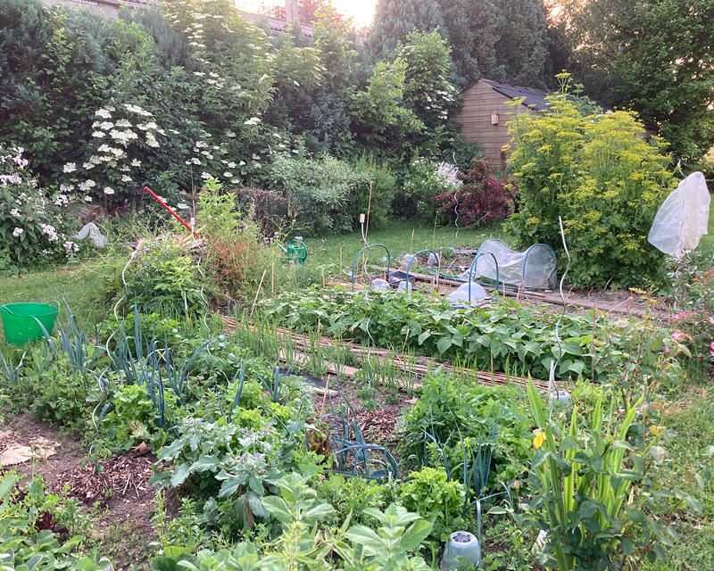 Potager pleine terre