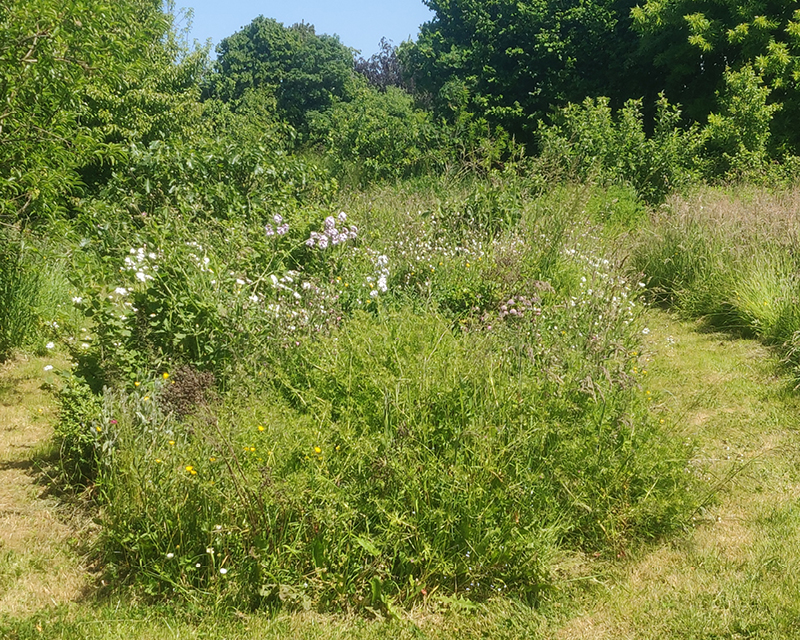 Prairie fauchée 1x par an