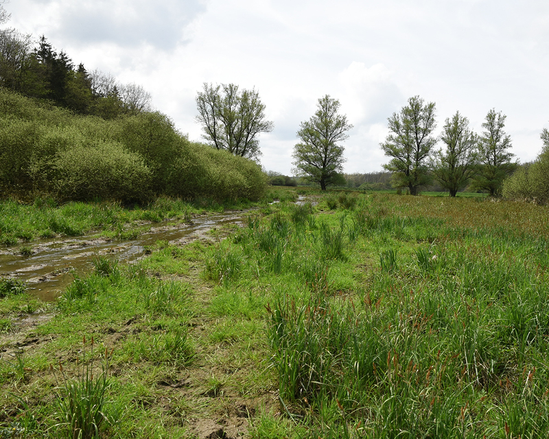 Prairie humide