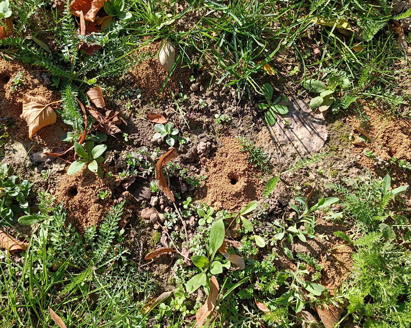 Surface sablonneuse pour abeilles terricoles