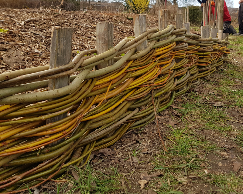 Construction végétale (saule tressé, bordure végétale) 