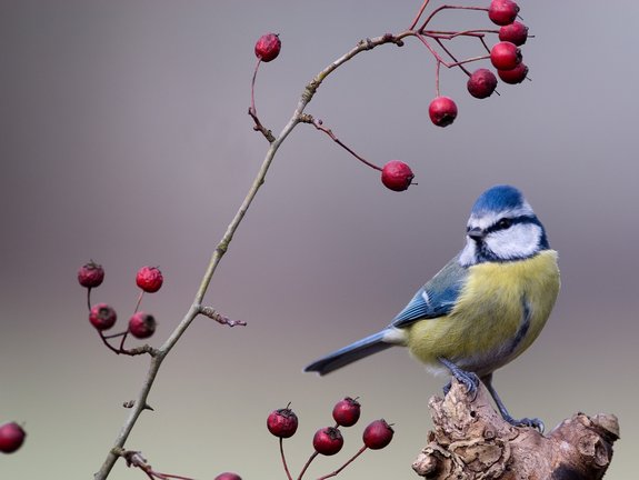 Favoriser les oiseaux